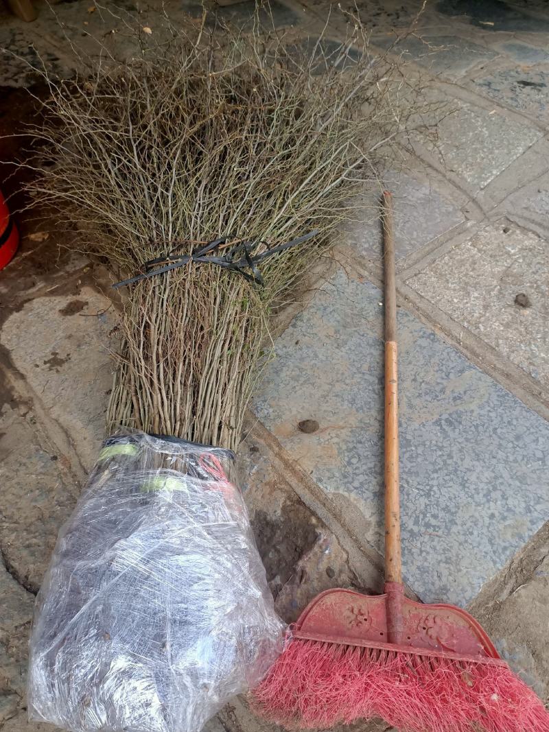 场地大量供应马甲子刺苗.铁篱笆包邮
