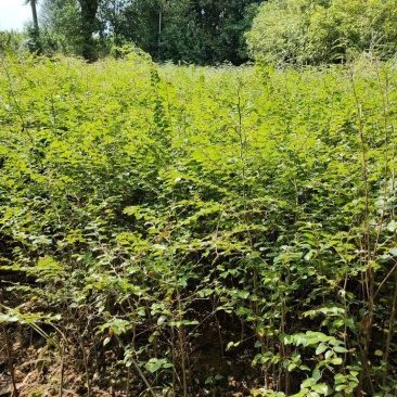 场地大量供应马甲子刺苗.铁篱笆包邮