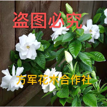 栀子花免费包邮全部现挖现卖基地直销
