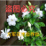 栀子花免费包邮全部现挖现卖基地直销