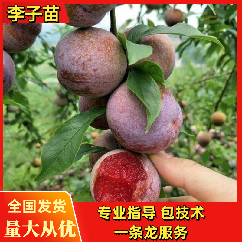 新品种李子苗三华李子嫁接黑布林李子苗产量高易管理技术指导