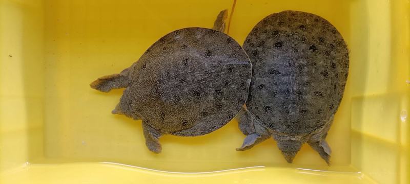 精品四川外塘甲鱼苗，王八苗欢迎进店咨询