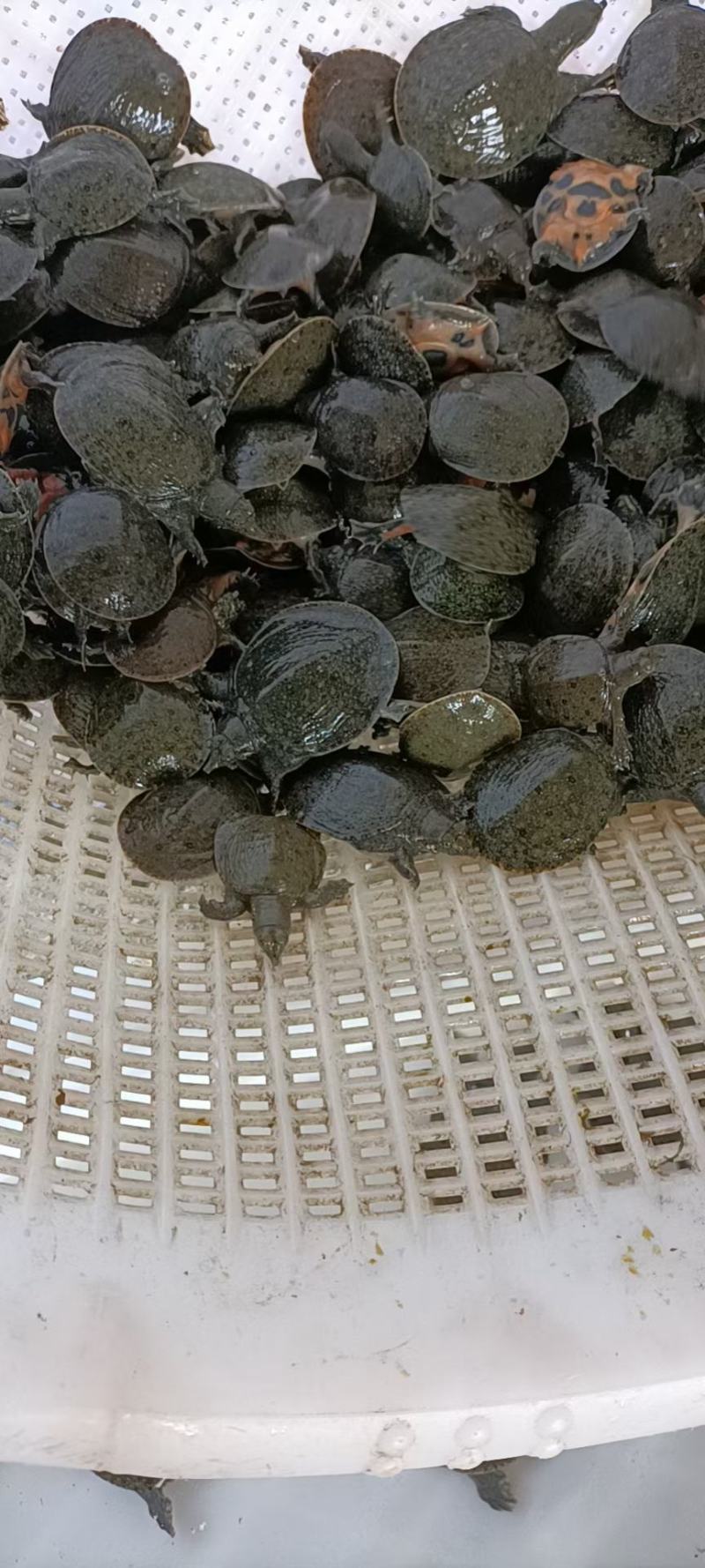 精品四川外塘甲鱼苗，王八苗欢迎进店咨询