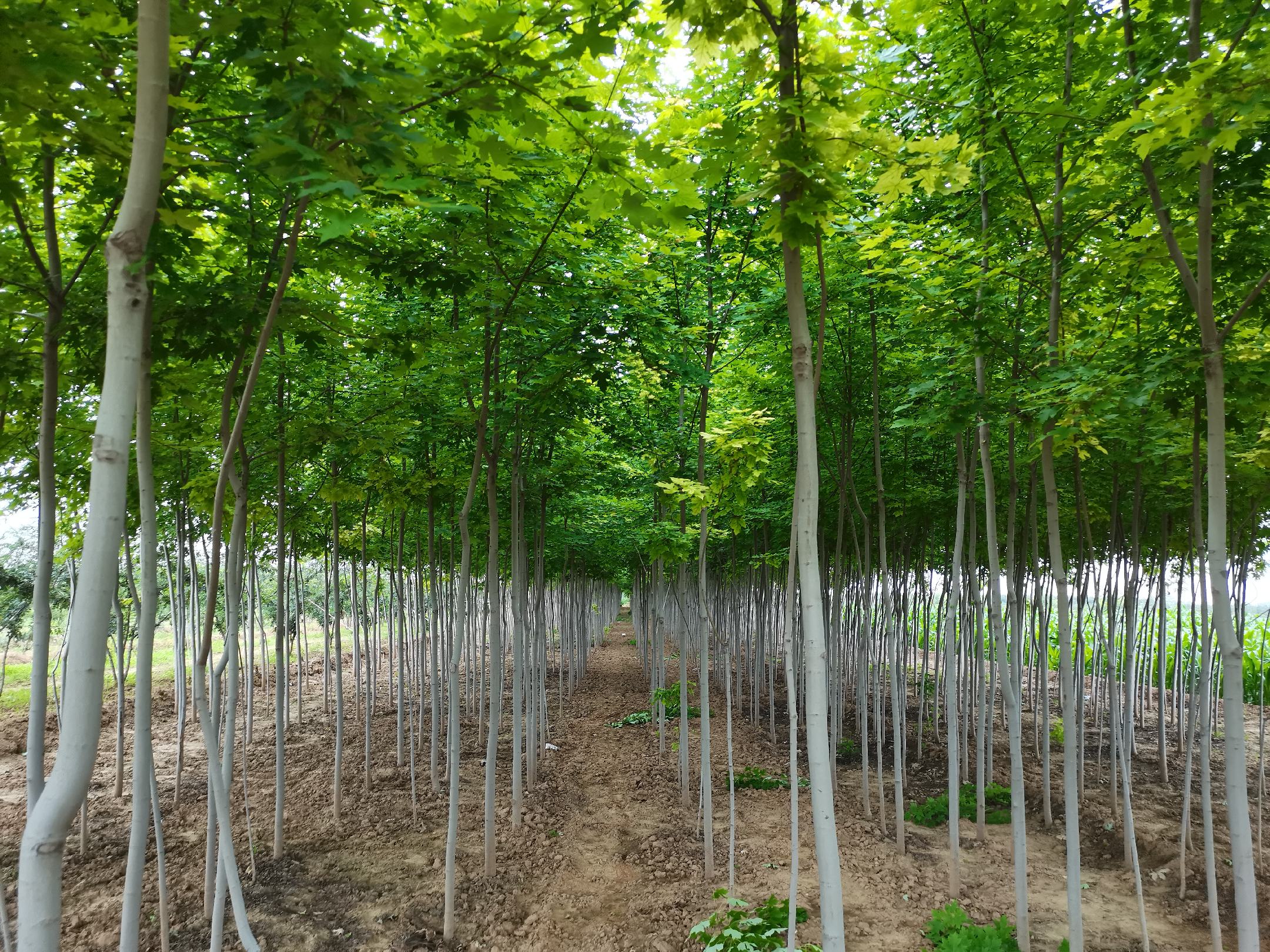美国红枫小苗整齐排列在育苗田中，土壤湿润，背景为现代化灌溉系统和遮阳网设施