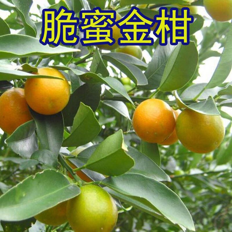 优质嫁接脆皮金桔果树苗四季盆栽庭院地当年结带果南北方种植