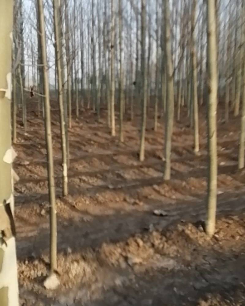 供应8至10公分速生法桐