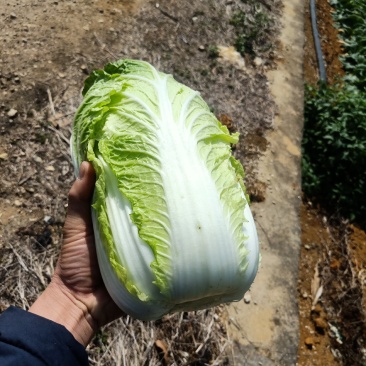 横县大白菜大量上市黄心