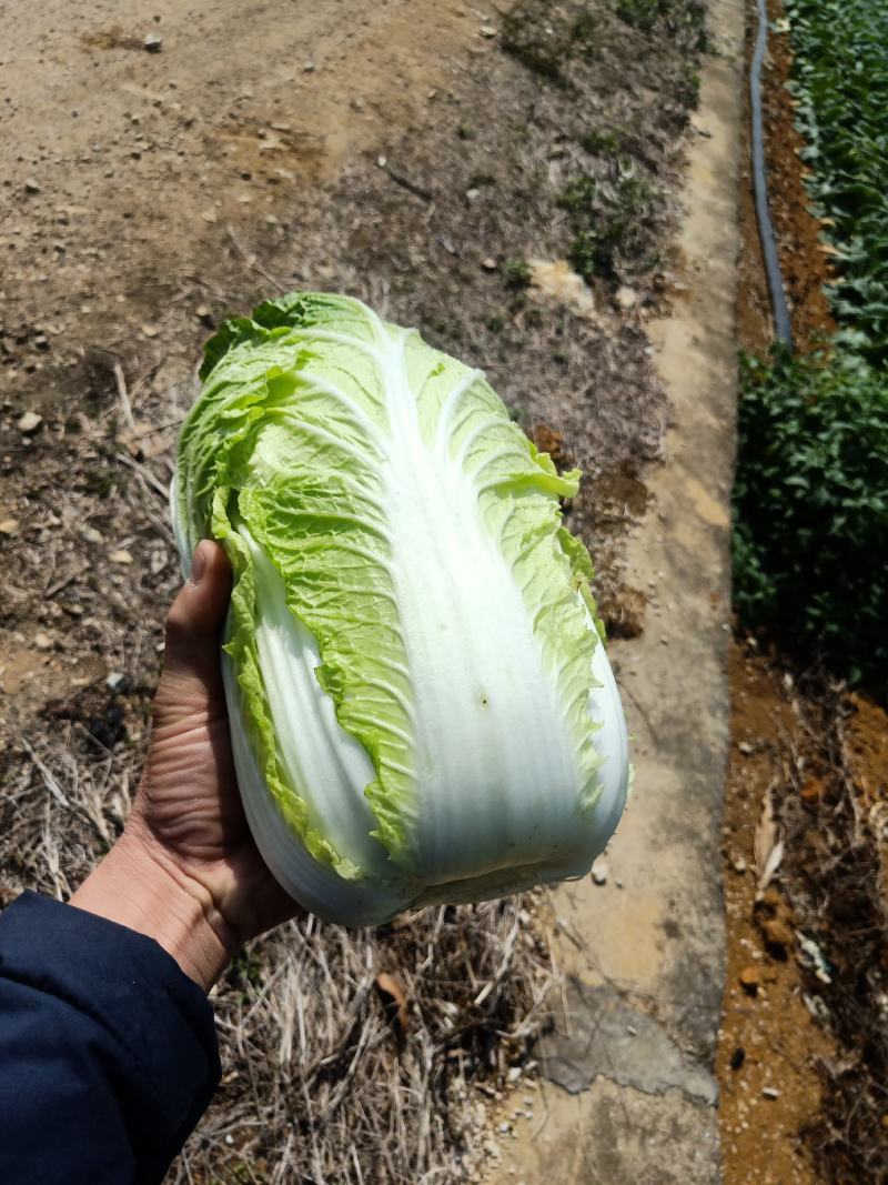 横县大白菜大量上市黄心