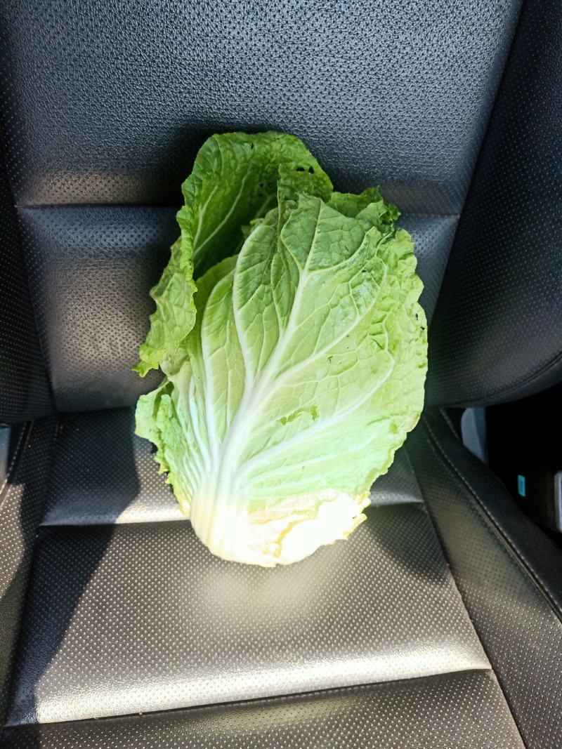 横县大白菜大量上市黄心