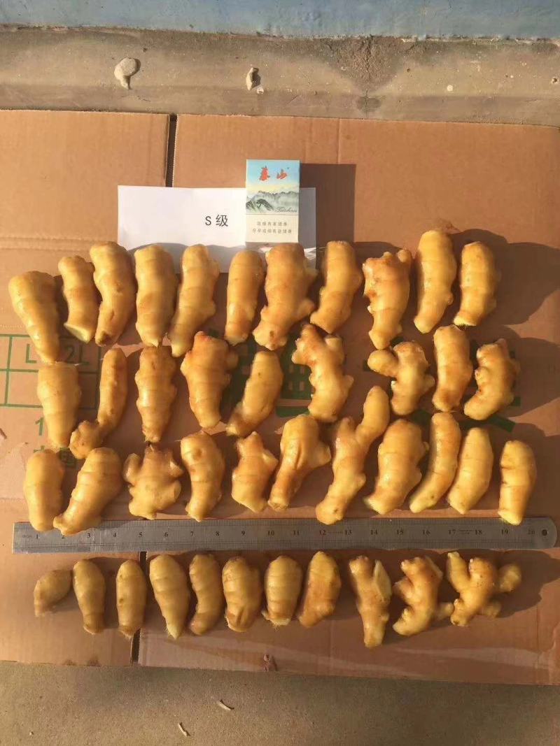 精品大黄姜产地一手货源价格美丽优惠多多货源充足