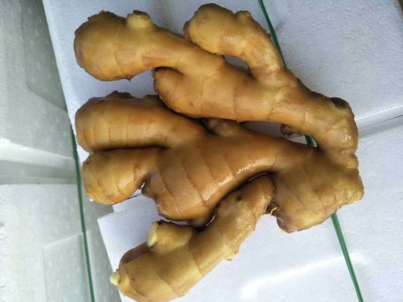 精品大黄姜产地一手货源价格美丽优惠多多货源充足
