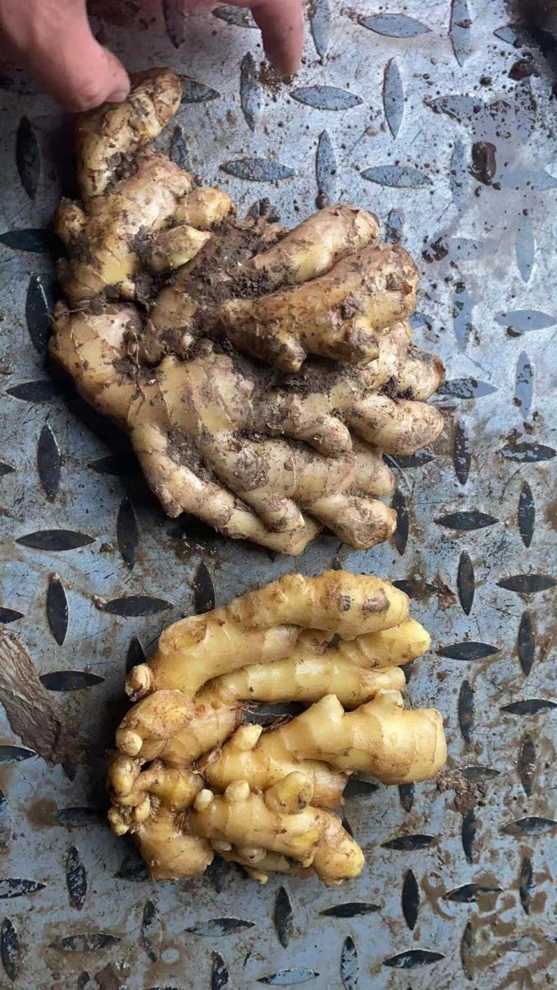 精品大黄姜产地一手货源价格美丽优惠多多货源充足