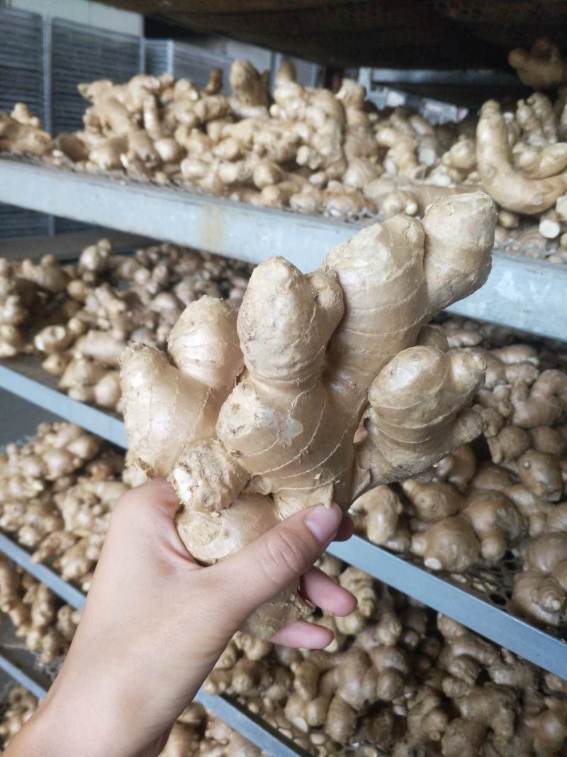 精品大黄姜产地一手货源价格美丽优惠多多货源充足