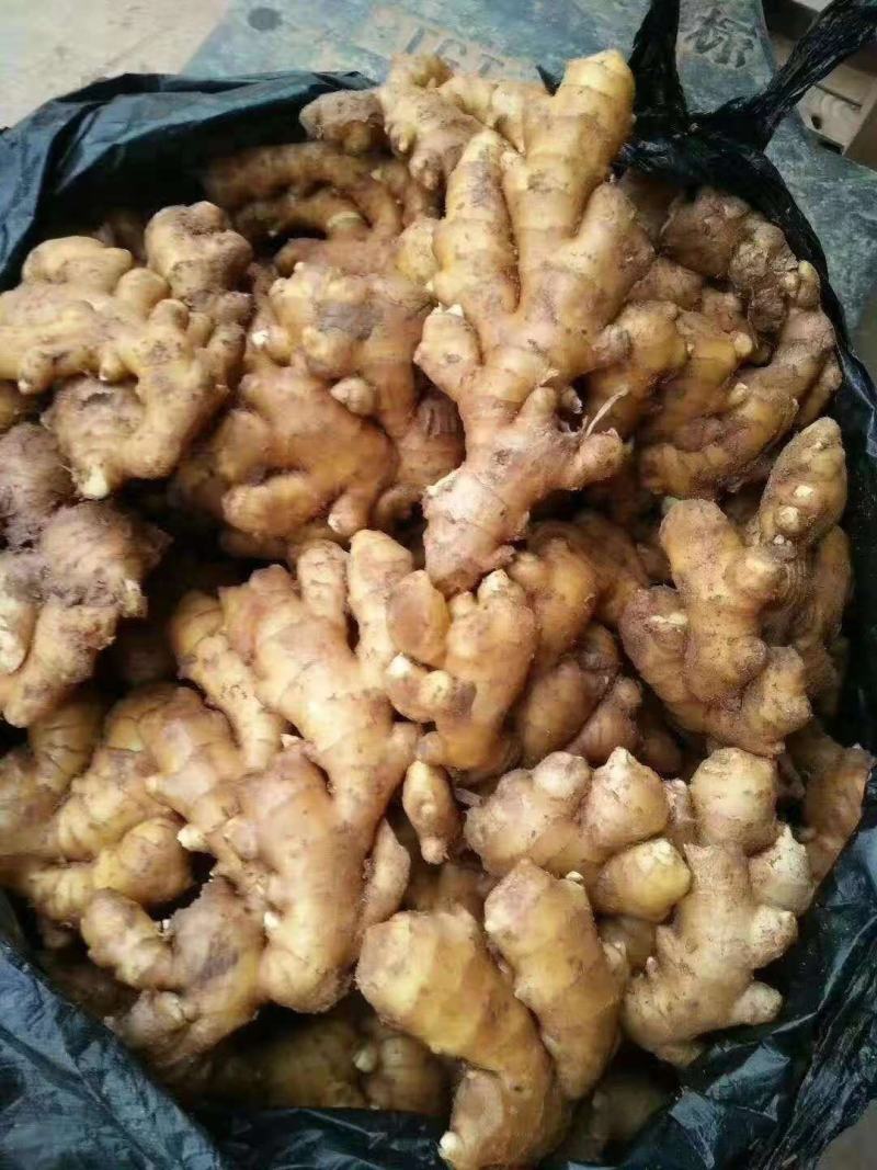 精品大黄姜产地一手货源价格美丽优惠多多货源充足