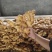 精品大黄姜产地一手货源价格美丽优惠多多货源充足