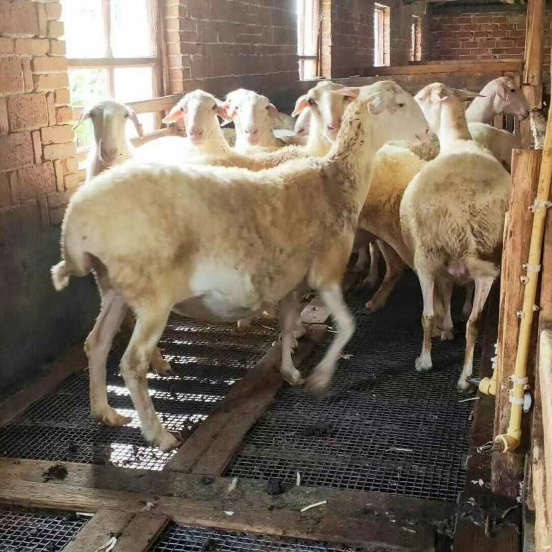 湖羊种羊产地养殖货源充足量大从优可视频看货全国发货