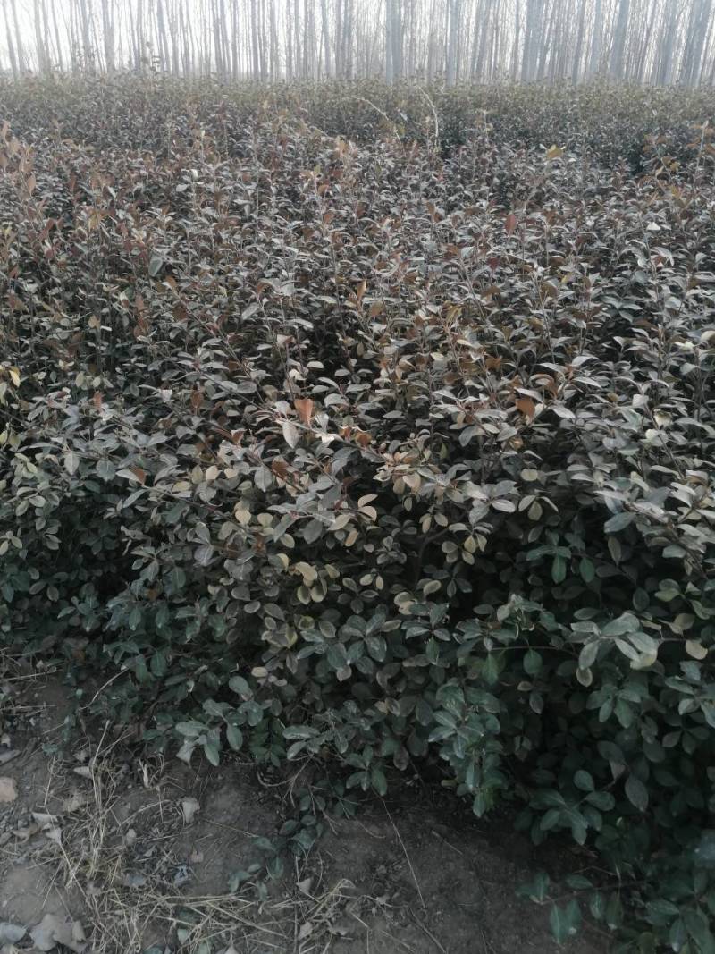 扶芳藤地裁苗三年苗龄