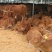 牛仔黄牛苗黄肉牛犊全国接单货到付款，赠送铡草机