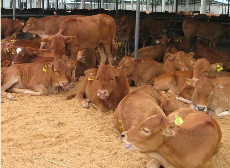 牛仔黄牛苗黄肉牛犊全国接单货到付款，赠送铡草机