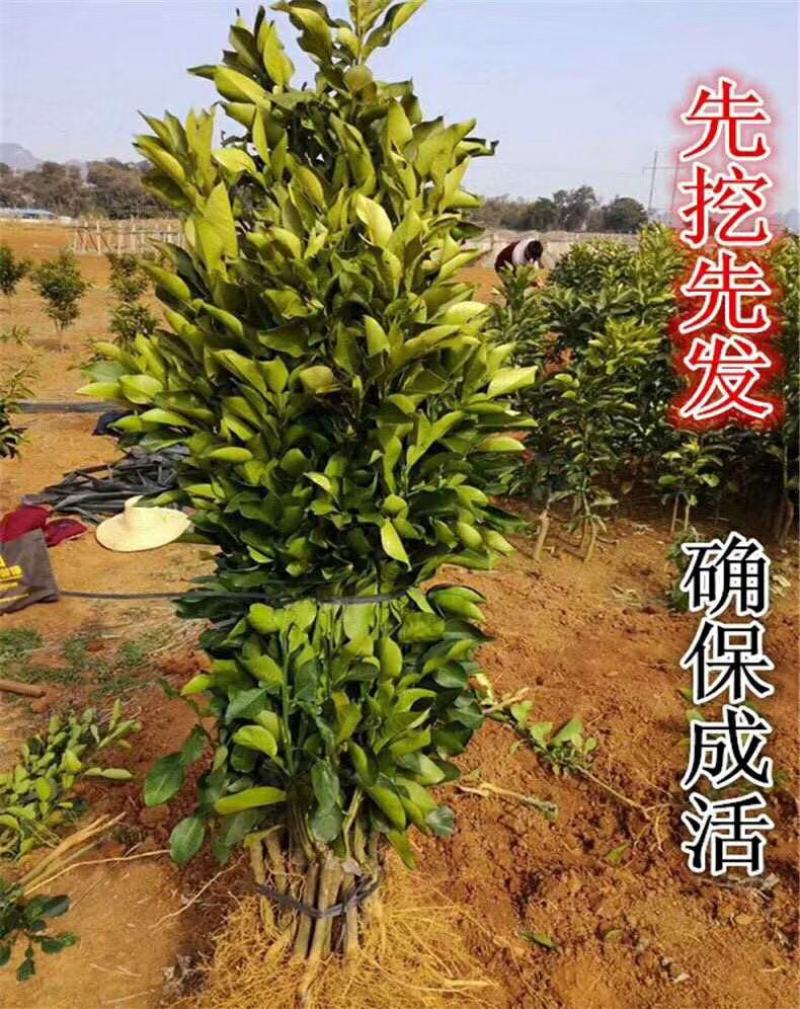 【正品】媛红椪柑红韵香柑橘苗柑橘苗碰高苗正品嫁接苗