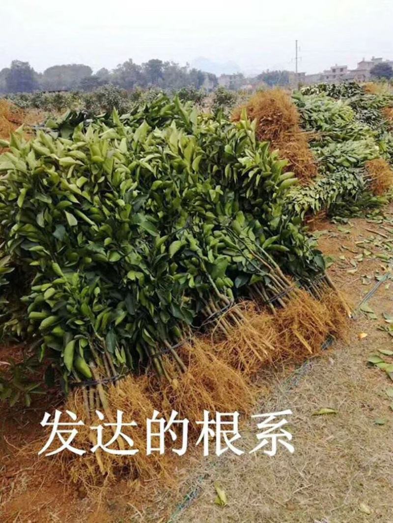 【正品】媛红椪柑红韵香柑橘苗柑橘苗碰高苗正品嫁接苗