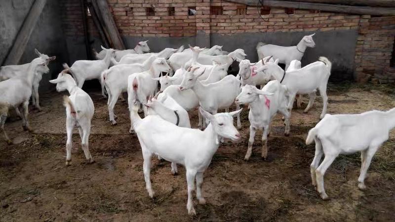 萨能奶山羊基地养殖直发全国发货可视频看货