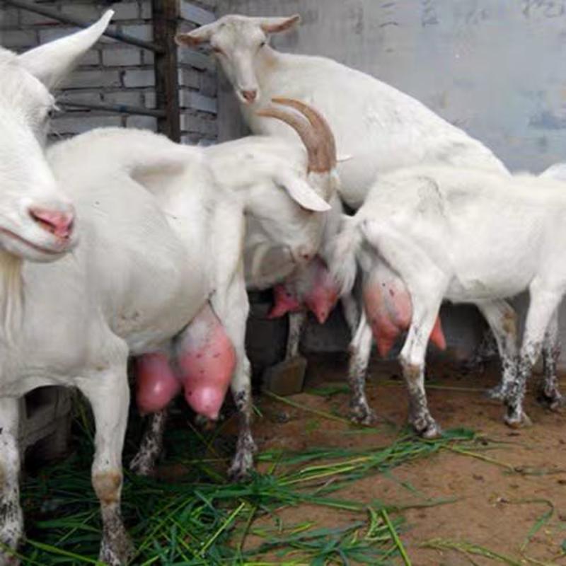萨能奶山羊基地养殖直发全国发货可视频看货