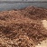 四川攀枝花特产红芽芋头产地直发需要的老板抓紧时间采购