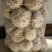 【精品】香菇白花菇，产地直发量大从优，合作社产，质量保证