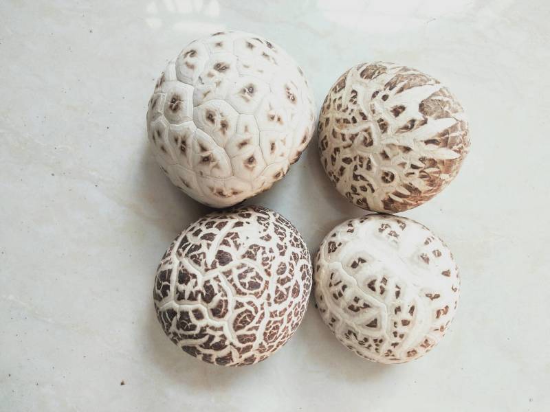 【精品】香菇白花菇，产地直发量大从优，合作社产，质量保证