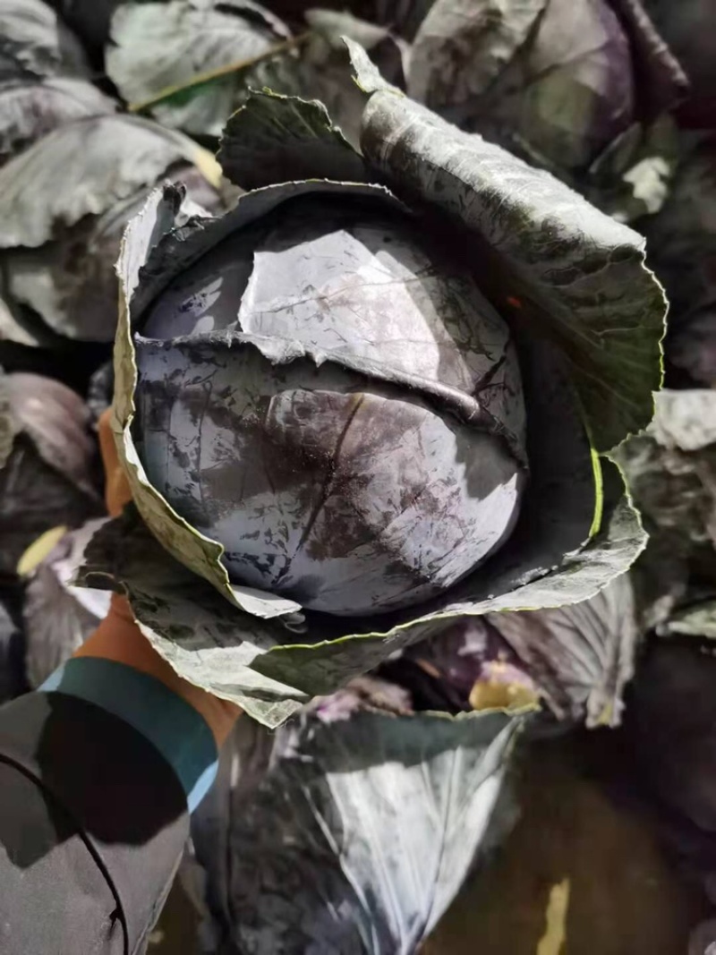 精品紫甘蓝甘蓝红甘蓝