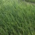 优质铁杆葱苗大量上市