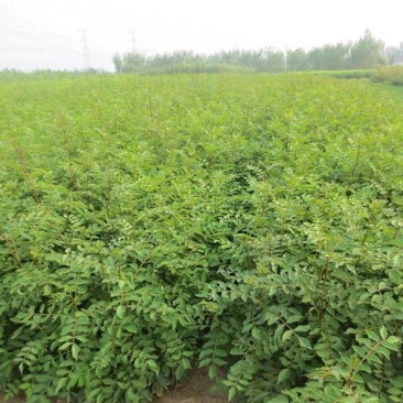 新花椒苗，占地苗！花椒！花椒苗种植基地，大量花椒苗木。