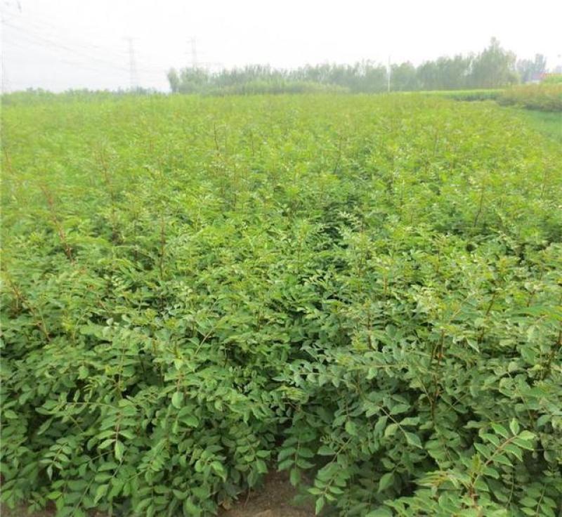 新花椒苗，占地苗！花椒！花椒苗种植基地，大量花椒苗木。