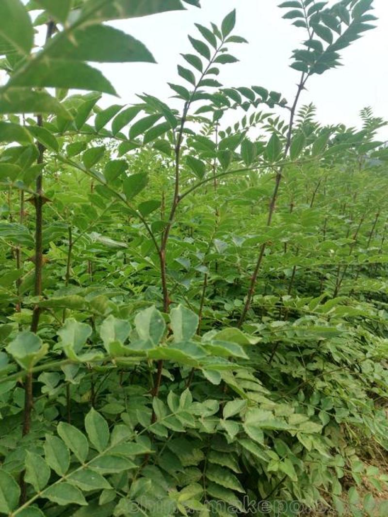 新花椒苗，占地苗！花椒！花椒苗种植基地，大量花椒苗木。