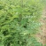 新花椒苗，占地苗！花椒！花椒苗种植基地，大量花椒苗木。