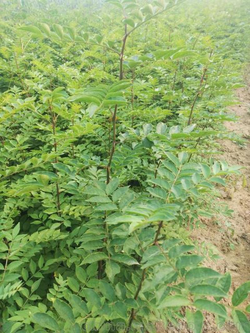 新花椒苗，占地苗！花椒！花椒苗种植基地，大量花椒苗木。