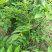 新花椒苗，占地苗！花椒！花椒苗种植基地，大量花椒苗木。