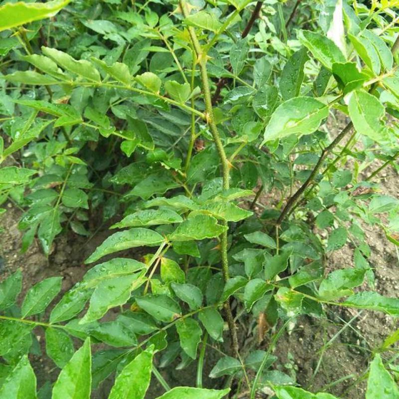 新花椒苗，占地苗！花椒！花椒苗种植基地，大量花椒苗木。