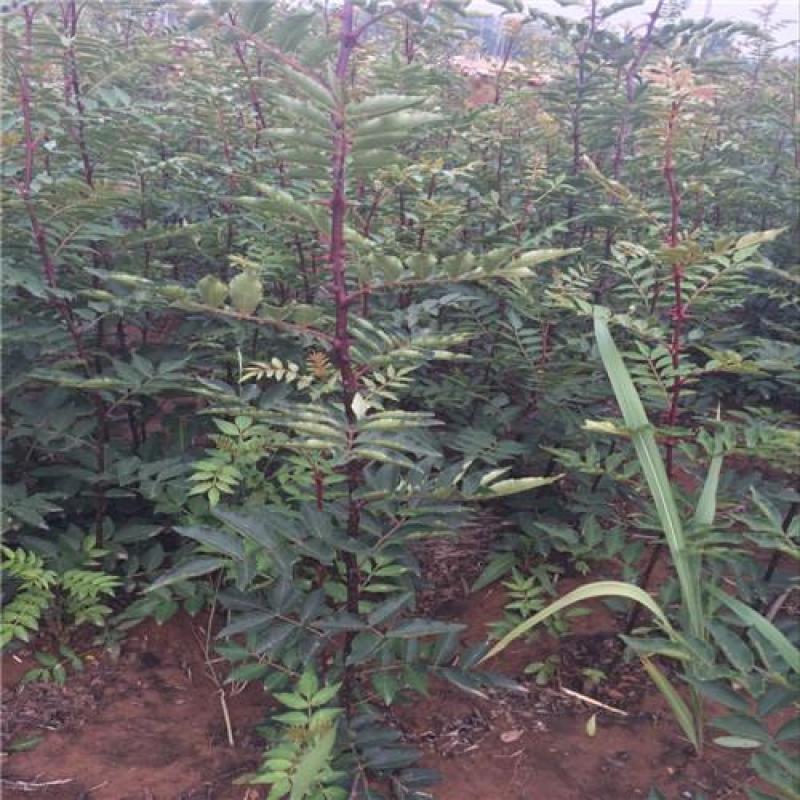 新花椒苗，占地苗！花椒！花椒苗种植基地，大量花椒苗木。