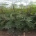 新花椒苗，占地苗！花椒！花椒苗种植基地，大量花椒苗木。