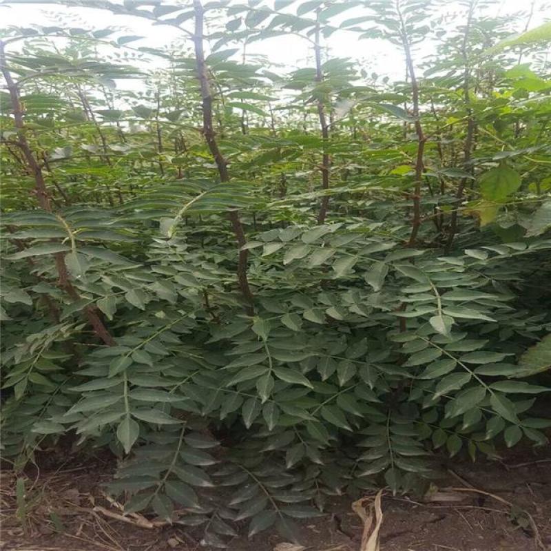 新花椒苗，占地苗！花椒！花椒苗种植基地，大量花椒苗木。