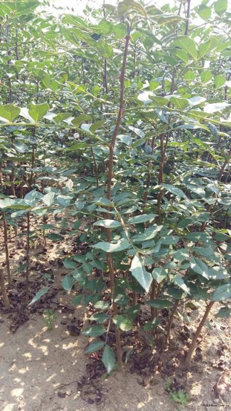 新花椒苗，占地苗！花椒！花椒苗种植基地，大量花椒苗木。