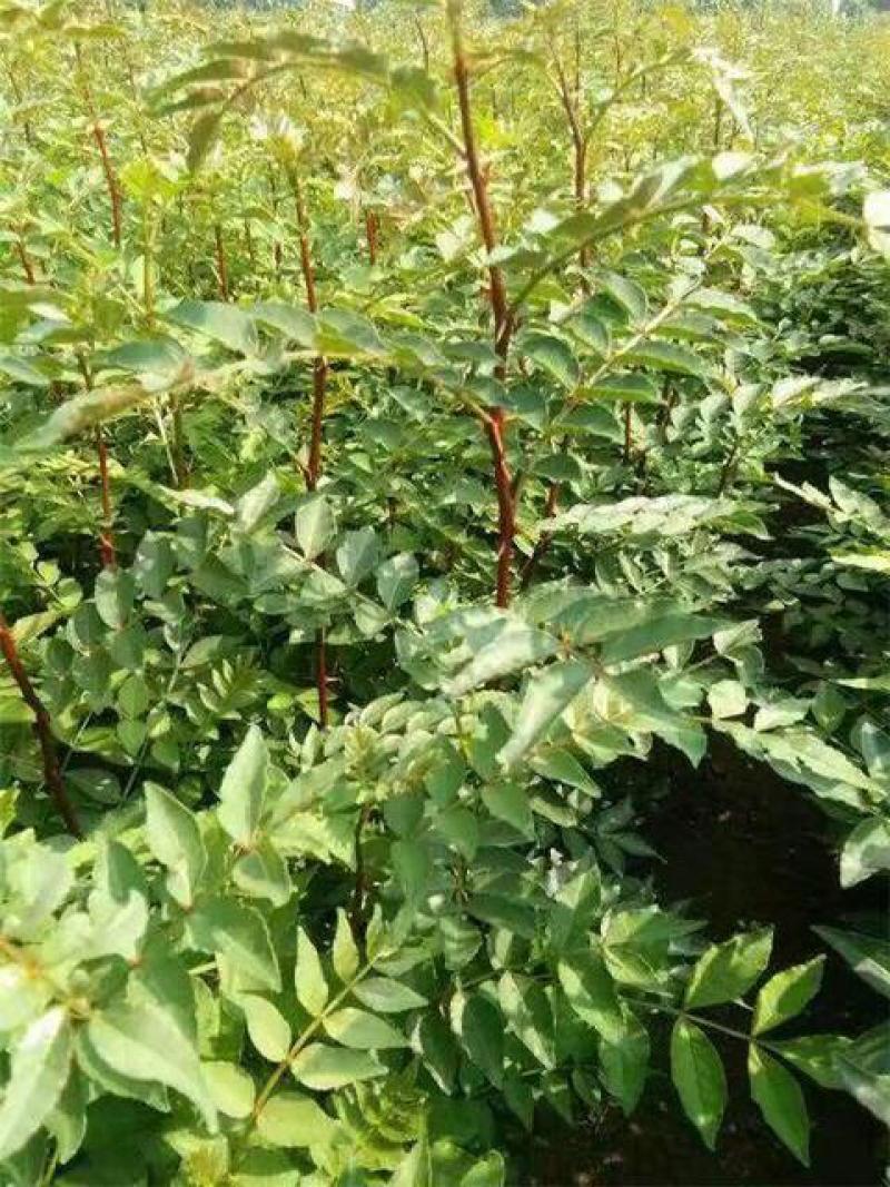 新花椒苗，占地苗！花椒！花椒苗种植基地，大量花椒苗木。