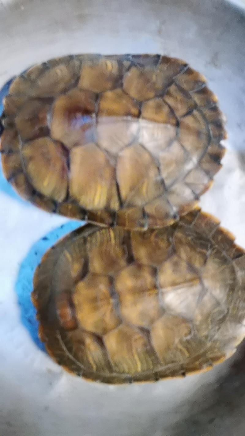 巴西龟，镇宅招财！包邮保活！准时发货！健康包活！