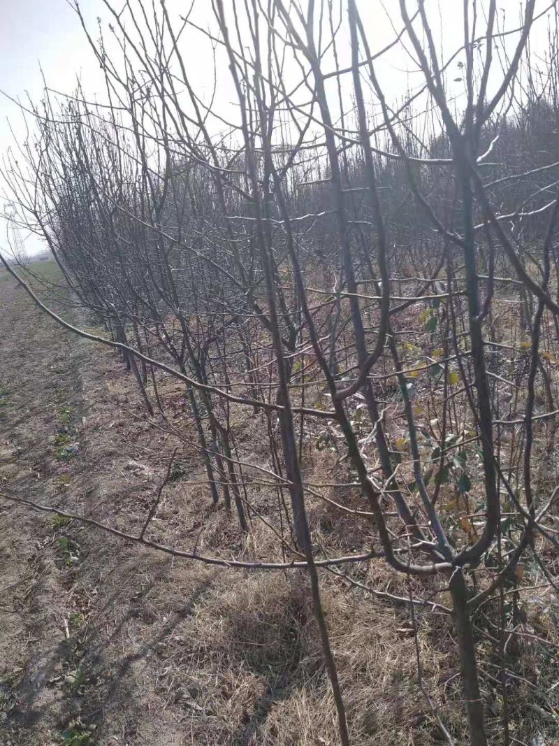 木瓜树苗专业种植合作社