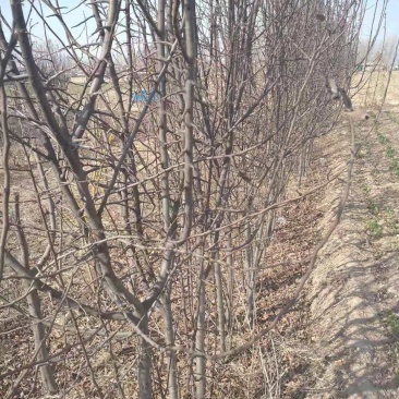 木瓜树苗专业种植合作社
