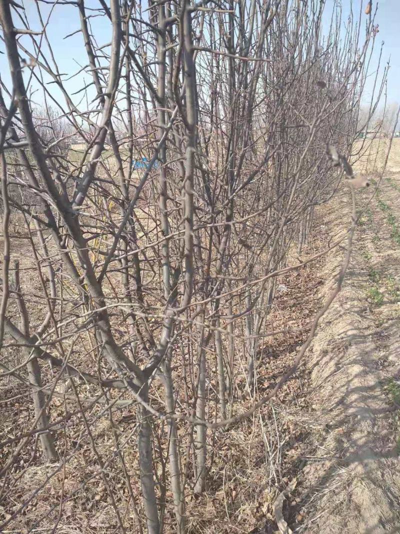 木瓜树苗专业种植合作社