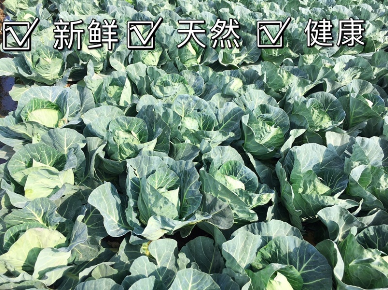 包菜甘蓝铁头，一件代发，社区团购，生鲜超市