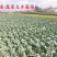包菜甘蓝铁头，一件代发，社区团购，生鲜超市